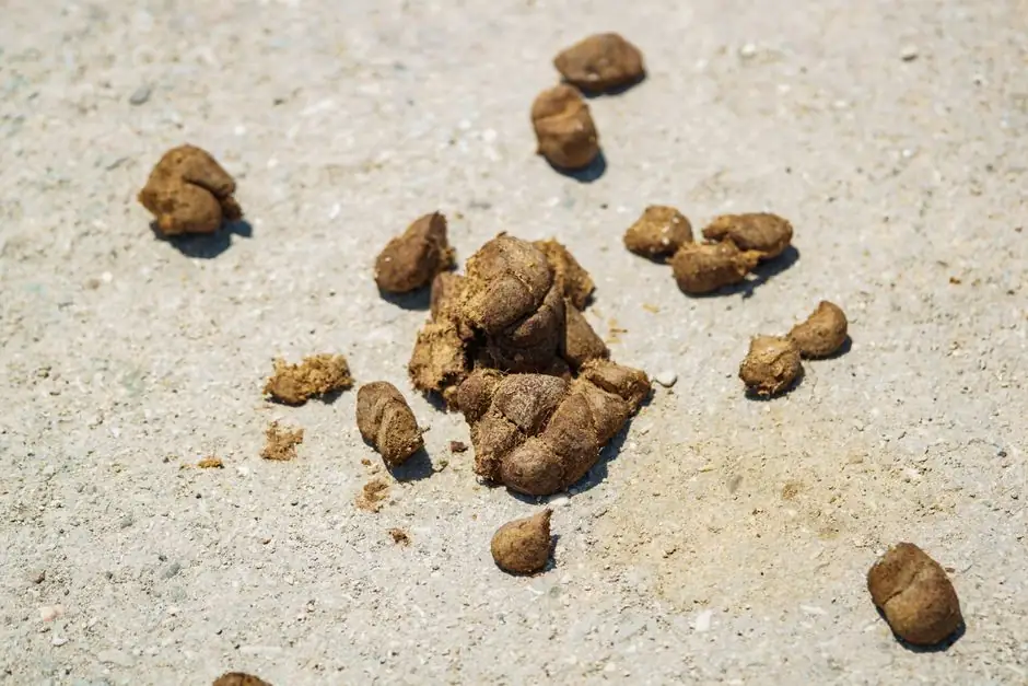 Feces & Urine Cleanup